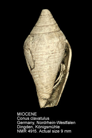 MIOCENE Conus clavatulus.jpg - MIOCENE Conus clavatulus d'Orbigny,1852